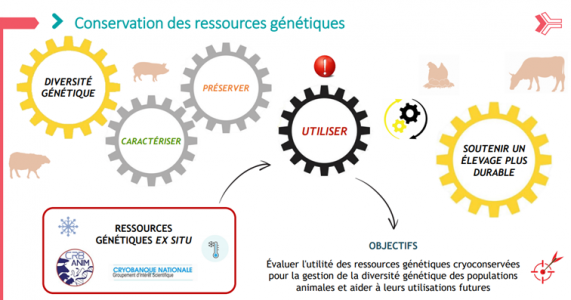 Alicia Jacques, Les ressources génétiques pour régénérer la diversité en élevage (Carrefour de l’Innovation Elevages herbivores 2024)