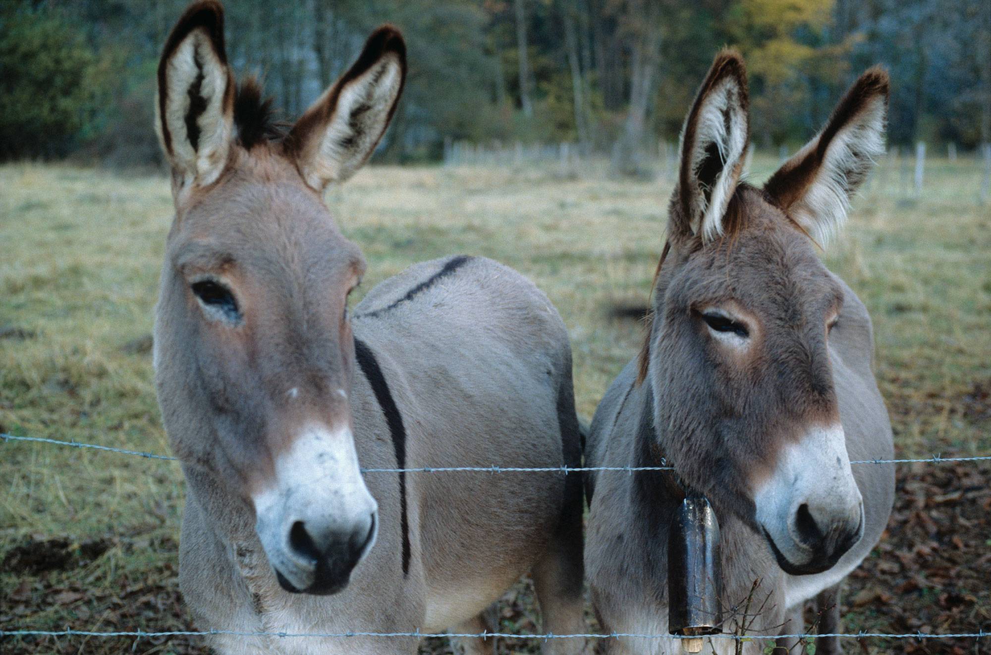 Anes au pré dans l'Aveyron.