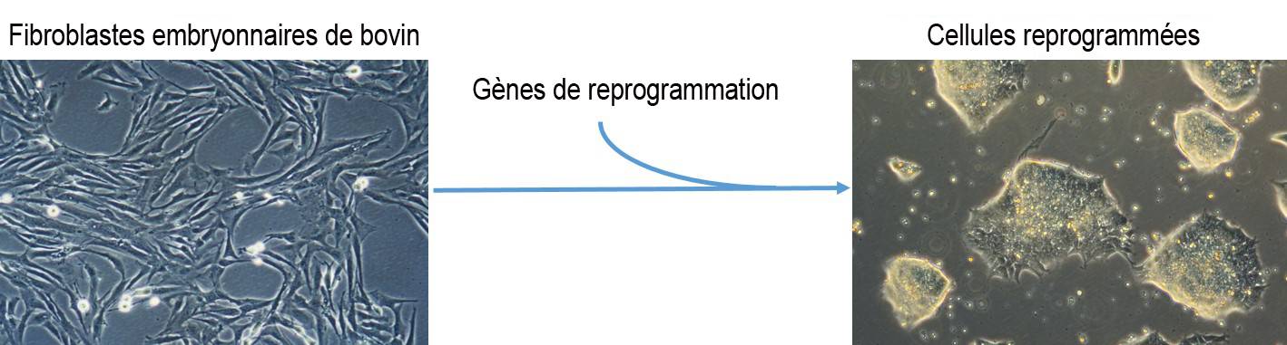 Reprogrammation somatique de cellules de ruminants