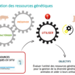 Alicia Jacques, Les ressources génétiques pour régénérer la diversité en élevage (Carrefour de l’Innovation Elevages herbivores 2024)