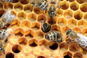 Abeilles INRAE Abeilles INRAE