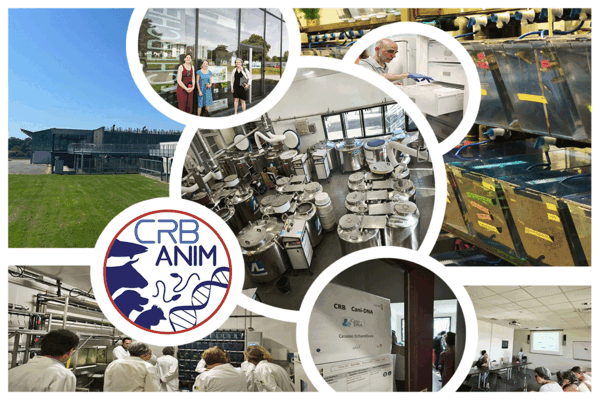 CRB-Anim 2026