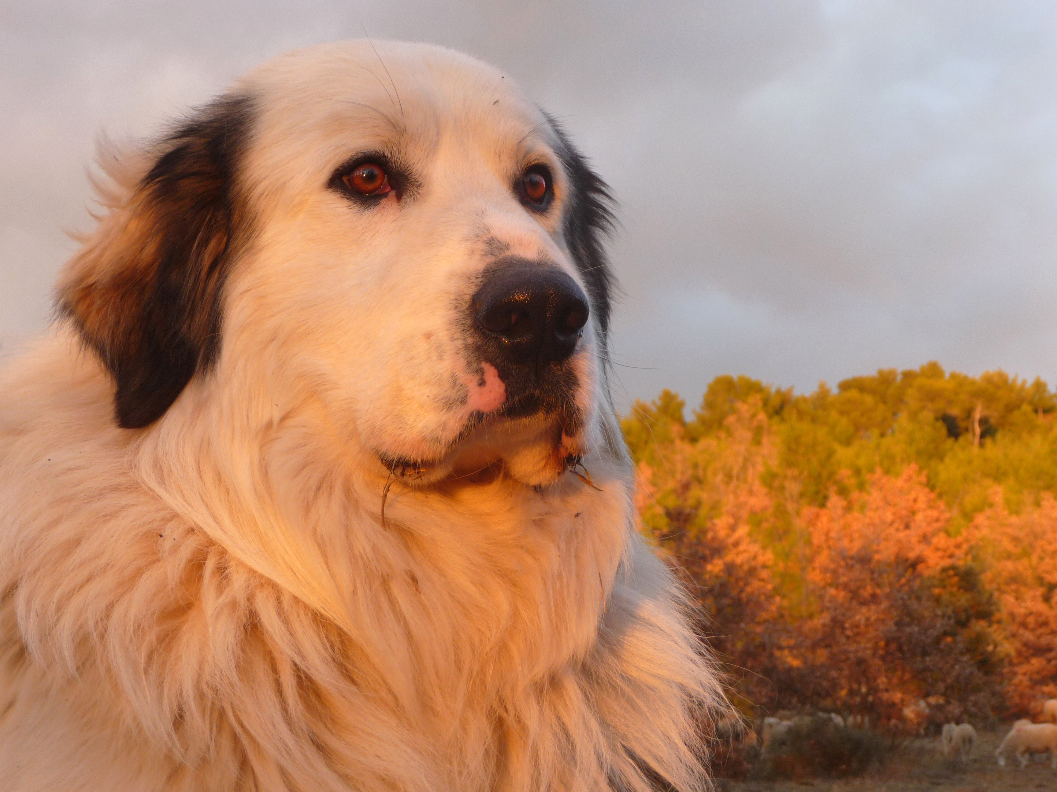 Discovery of human-similar gene fusions in canine cancers: contribution de CRB-Anim