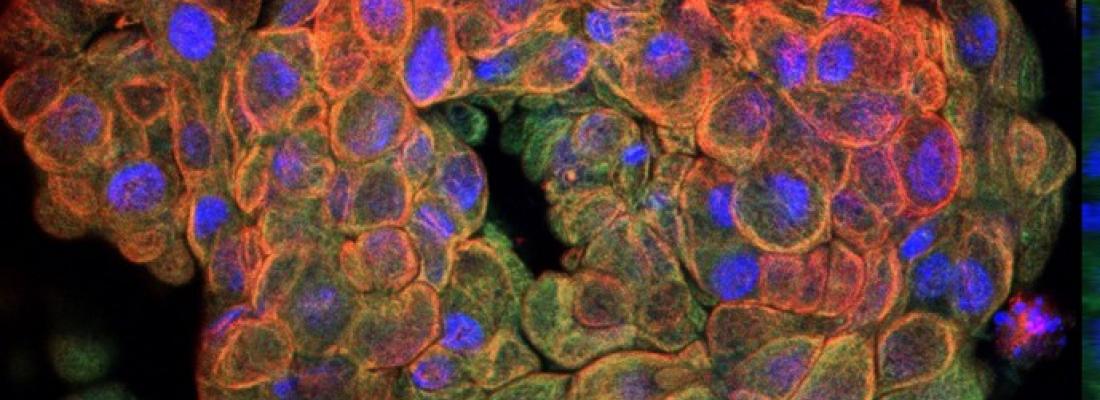 Les organoïdes : des organes miniatures aujourd’hui incontournables pour la biologie et la médecine
