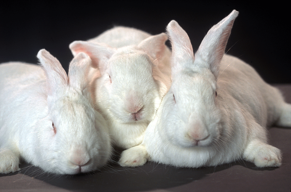 Interest of rabbit-induced pluripotent stem cells for the conservation of this species.